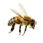Bee Bright Academy company icon
